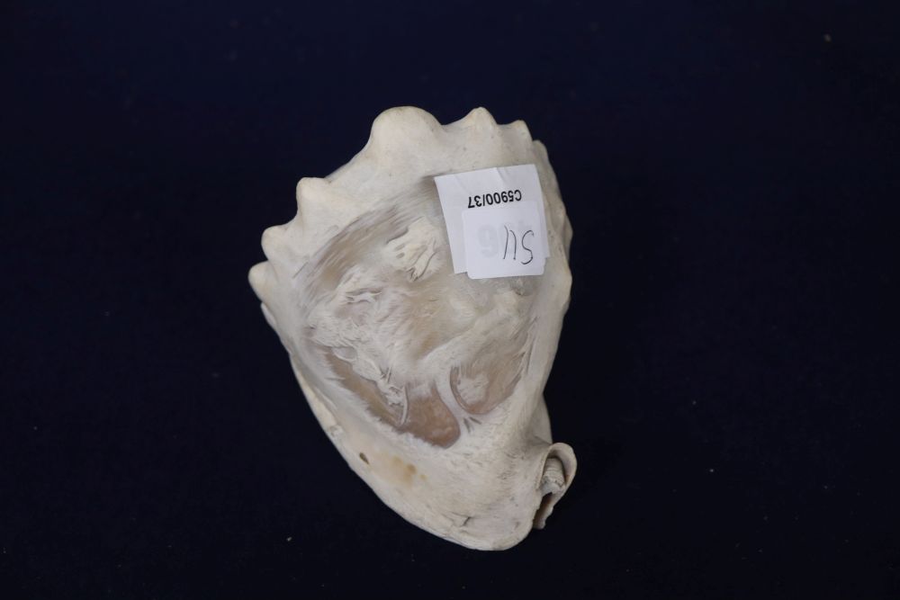 A 19th century New Caledonie carved pearl nautilus shell, a tiger nautilus shell and an Italian cameo cowrie shell (3)